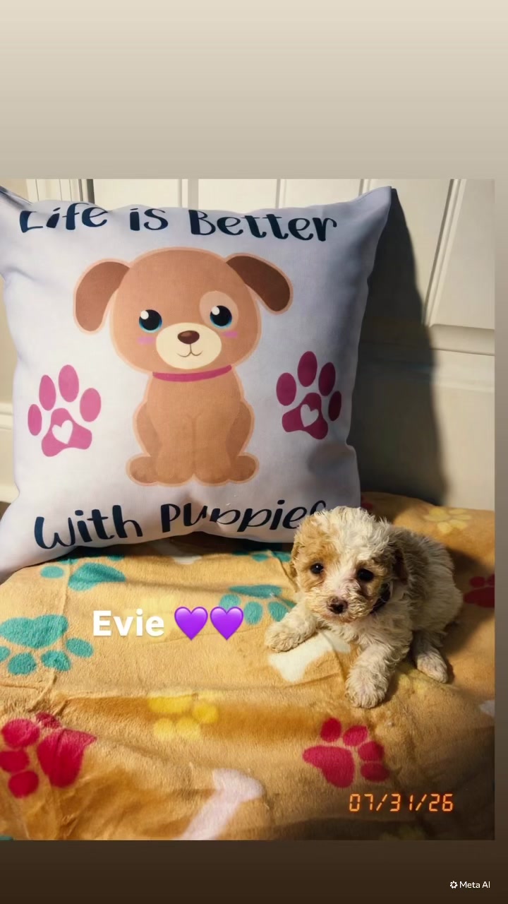 @Shortcake_kennel_2