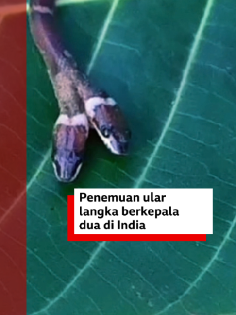 @bbcnewsindonesia