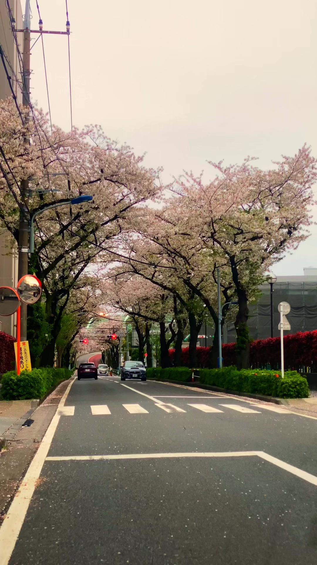 @Beauty of Japan