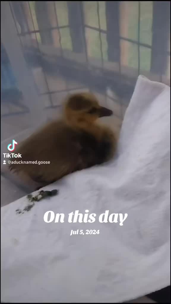 @aducknamedgoose