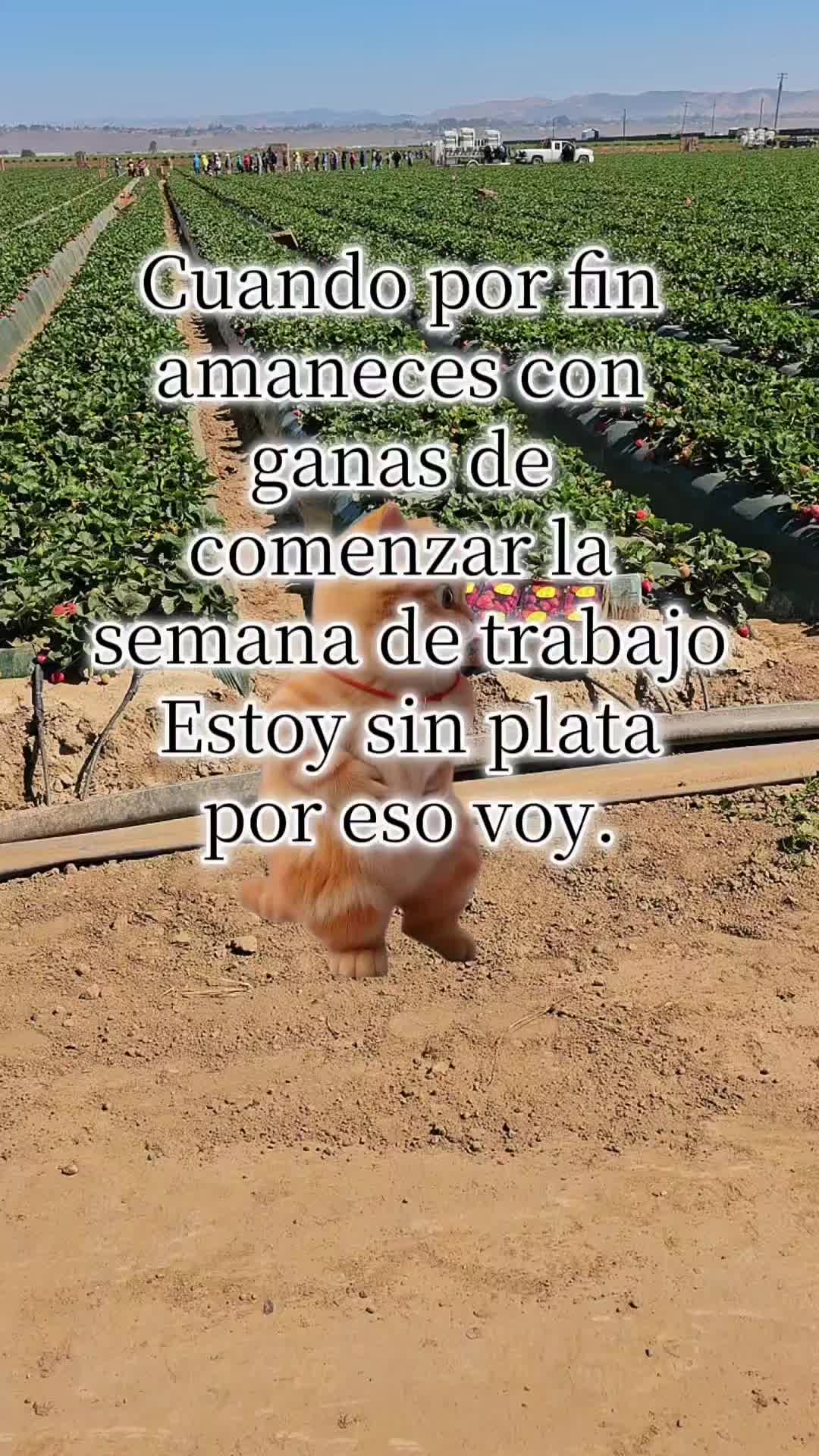 @🇲🇽🐦⬛🪺VASQUEZ🚚🌪💎
