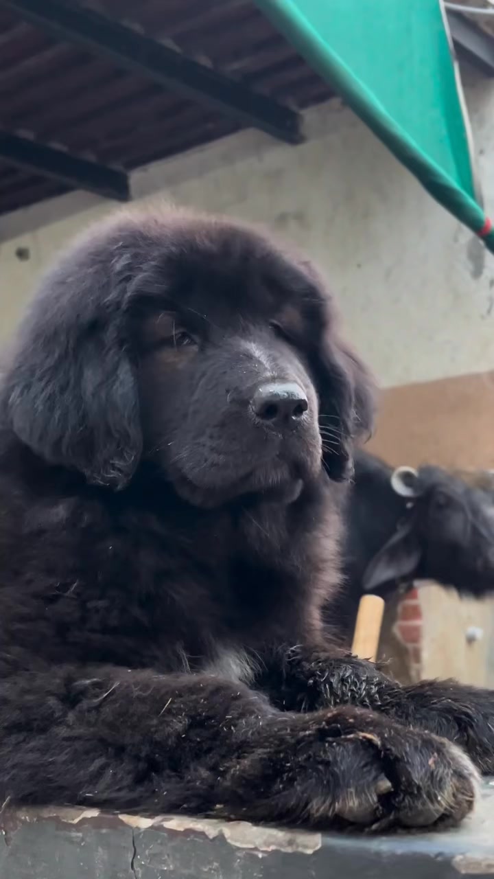 @Kashmiri_Bakrwal_Dog