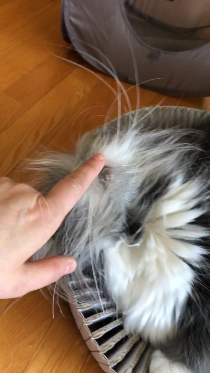 @atchoumthecat