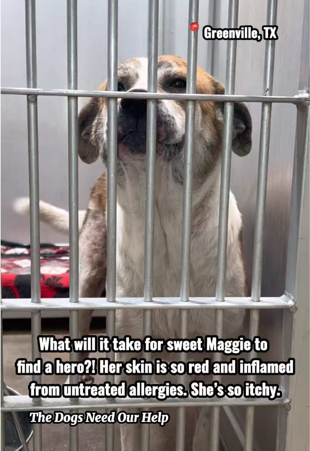 @The Dogs Need Our Help