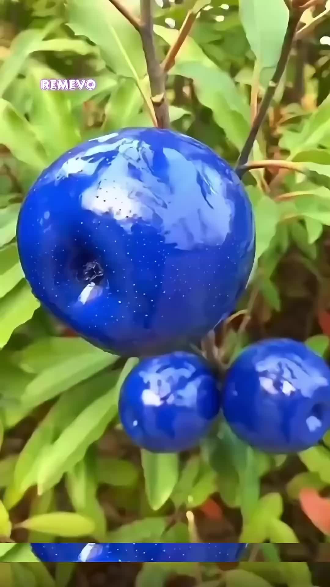 @thegardener.shop