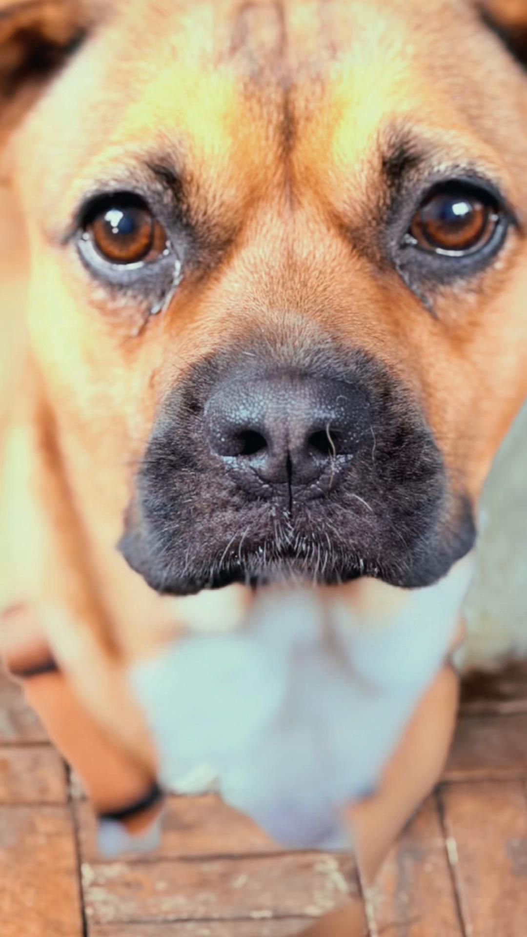 @Olesia • Hundezentrum Lapki