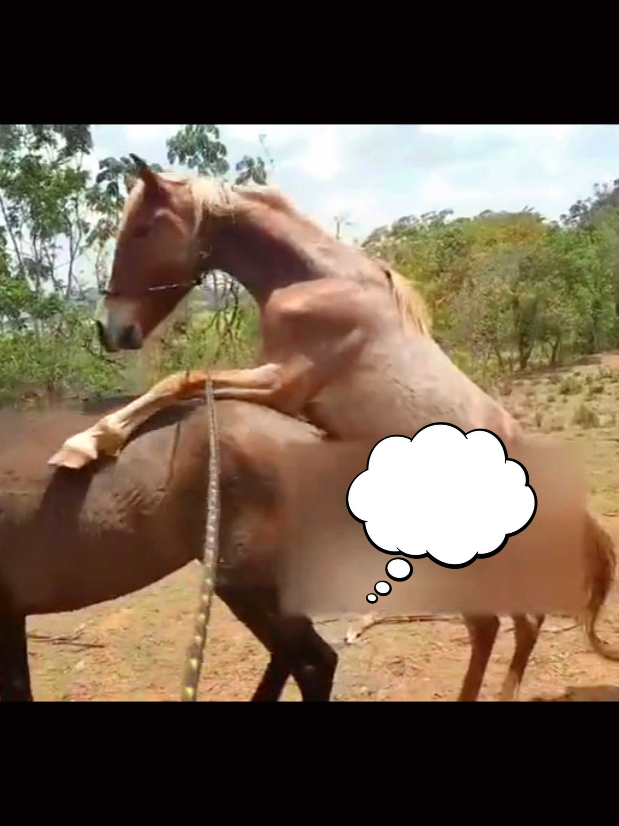 @horselife015