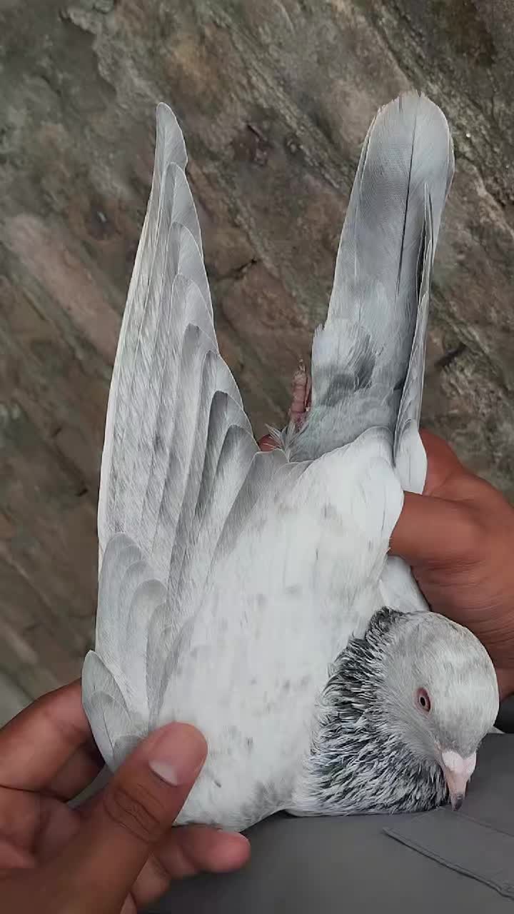 @سکندرپور پیجن👑