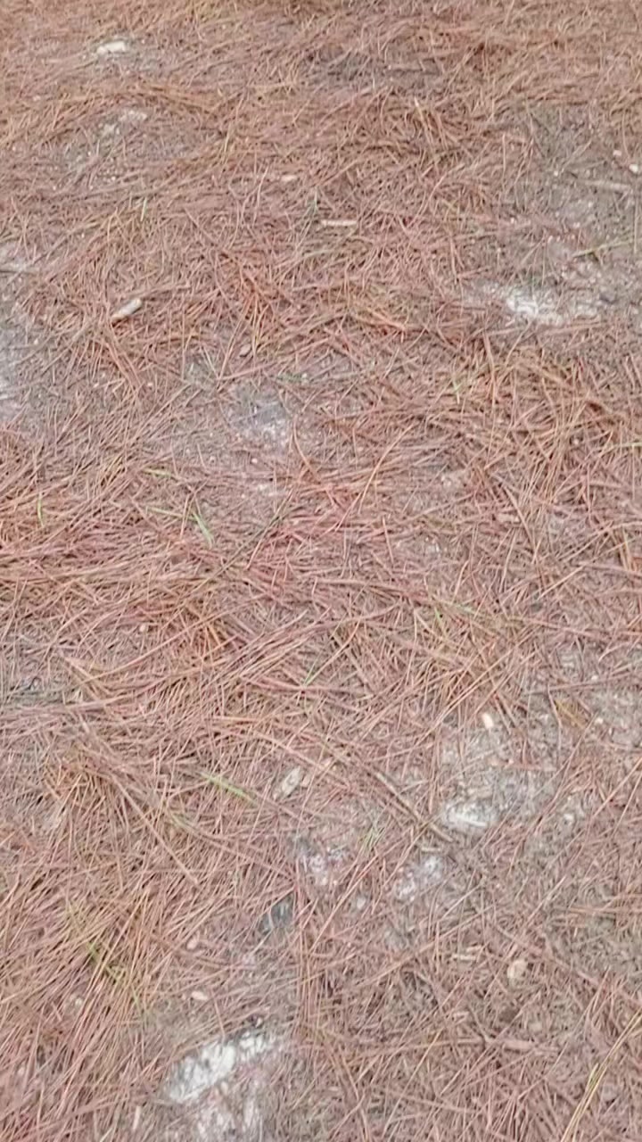 @Aurysmar
