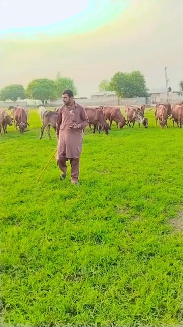 @اعجاز جلوکا مروٹ 334 H,R