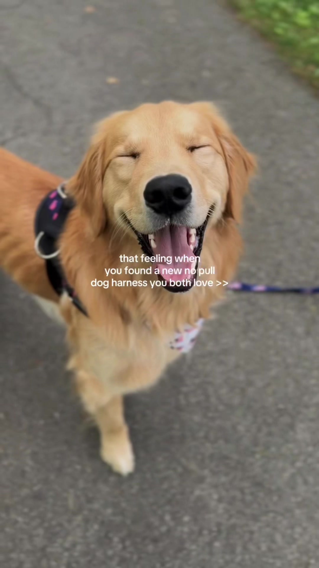 @Josi B🐕