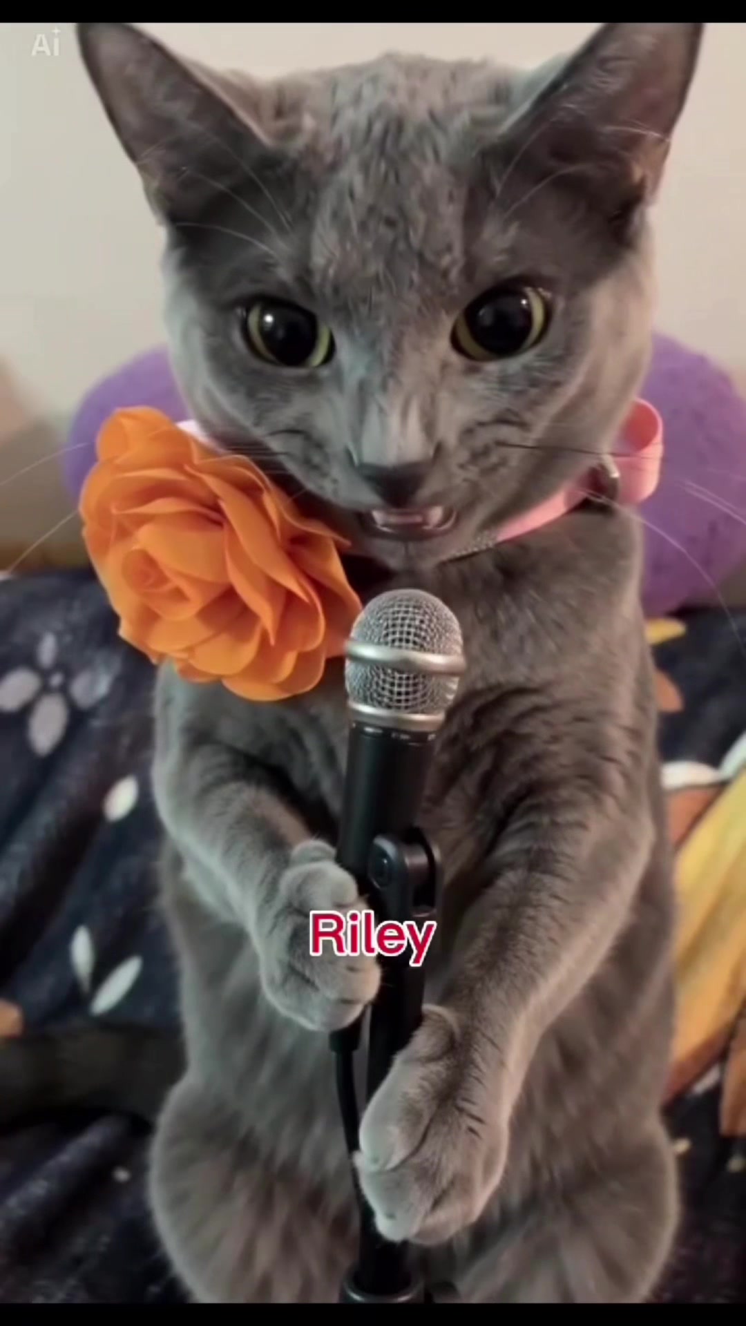 @Concerned_Kitty