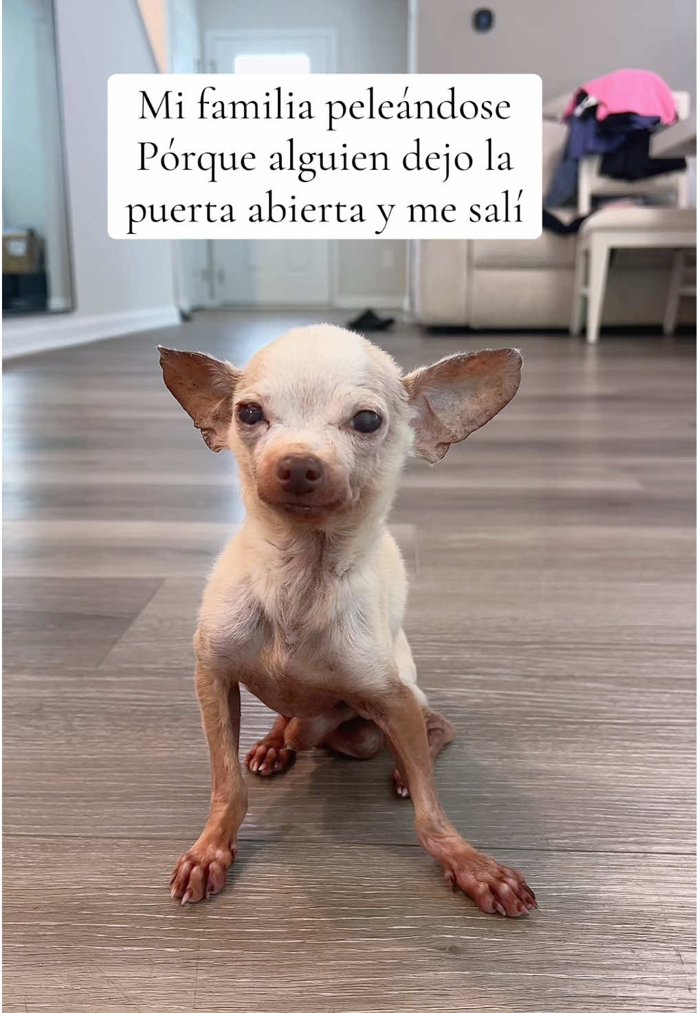 @dobby__5patas