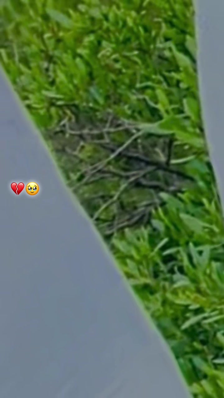 @🦅𝖕𝖊𝖊𝖗𝖘𝖆𝖎𝖇 🦅