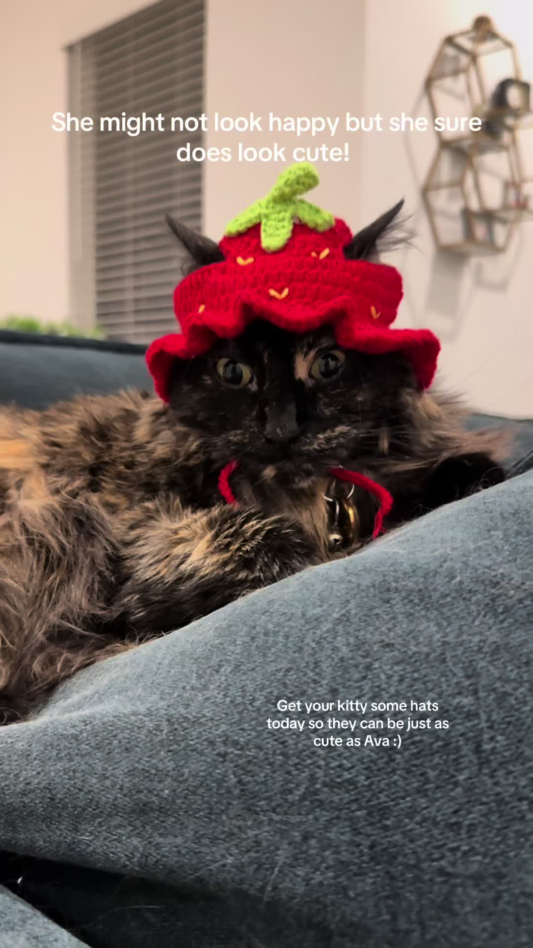 @Ava the cat and her mom