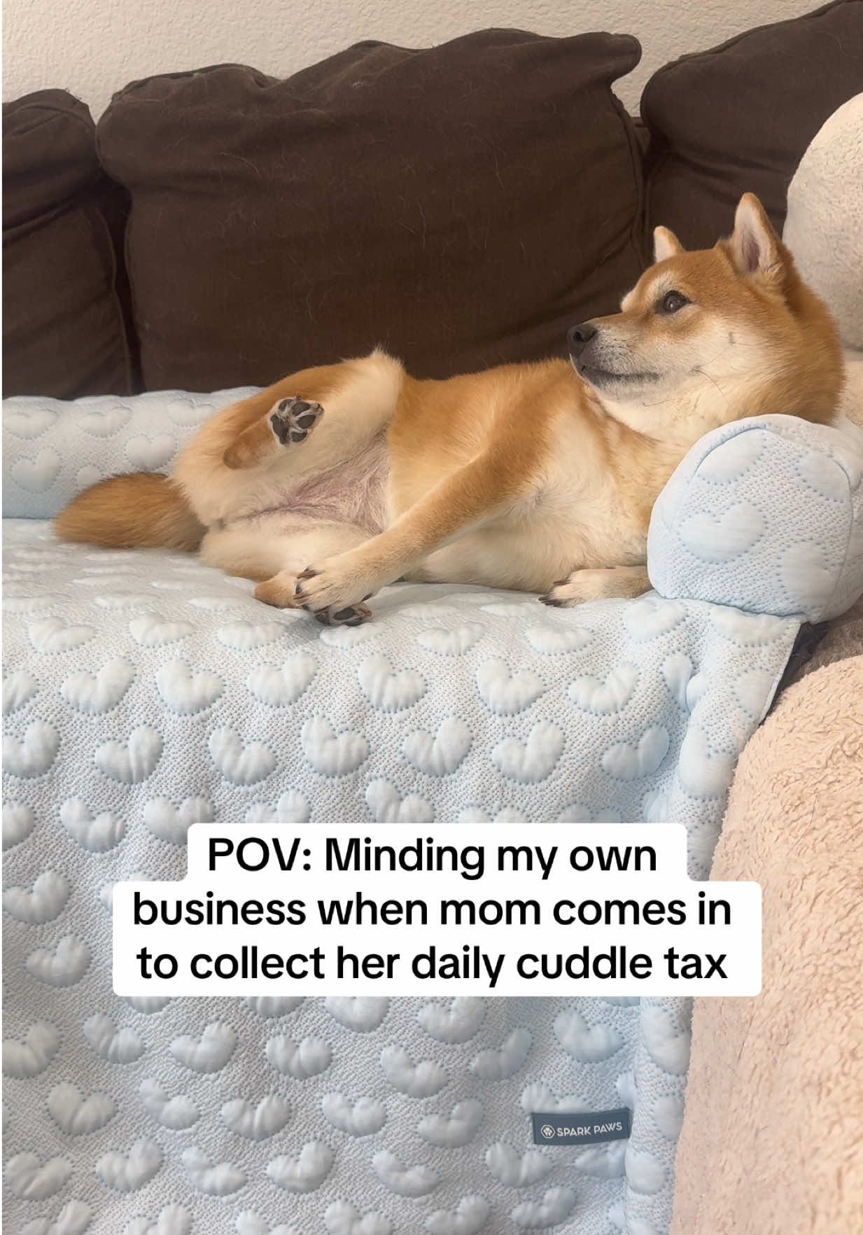 @Flock of Shibas 🐕🐕🐕