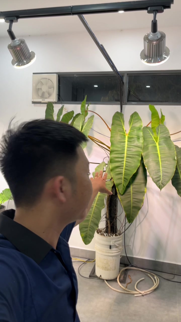 @Huy Kiểng L&aacute;