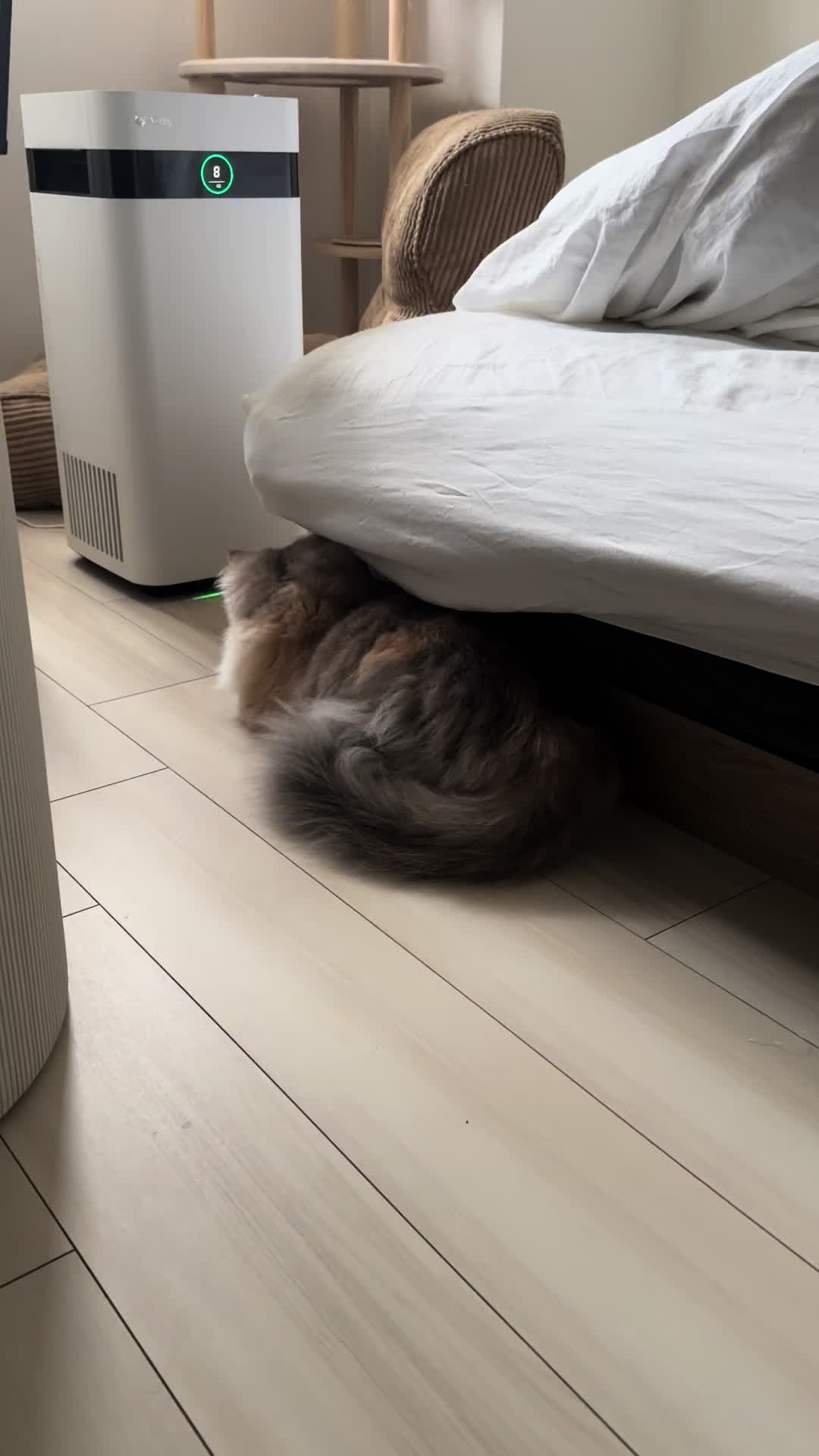 @ややとゆゆ