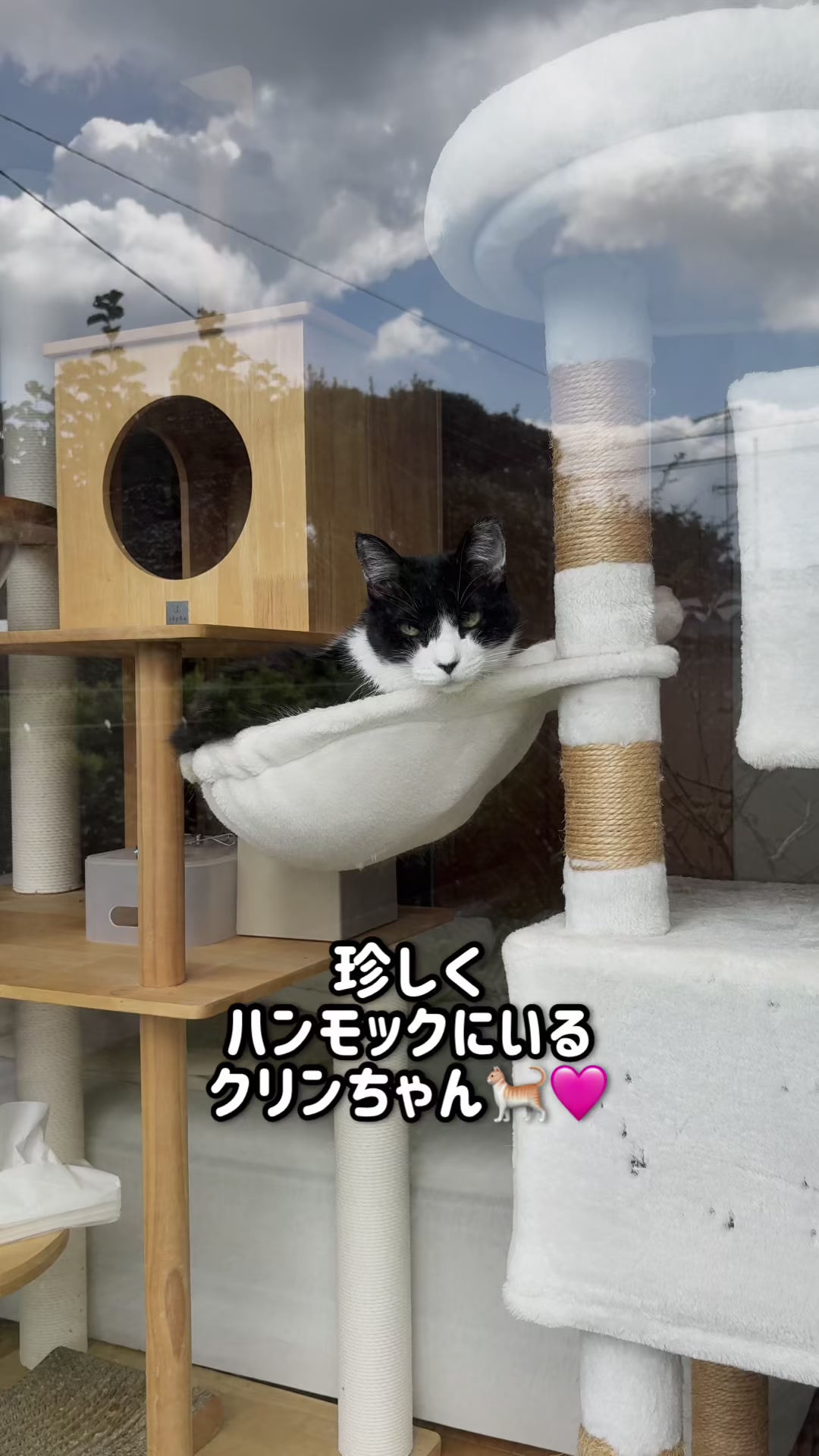 @ねこぷにもふ|ホワイトシェパードのハクちゃん