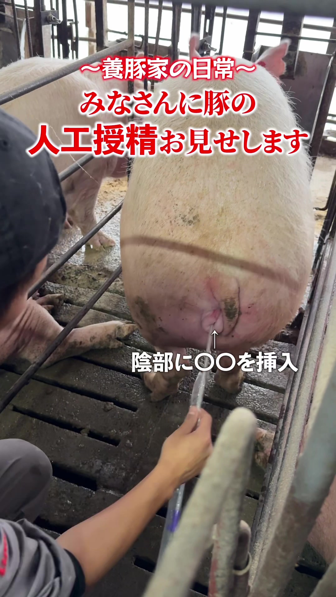 @豚肉オンラインショップ