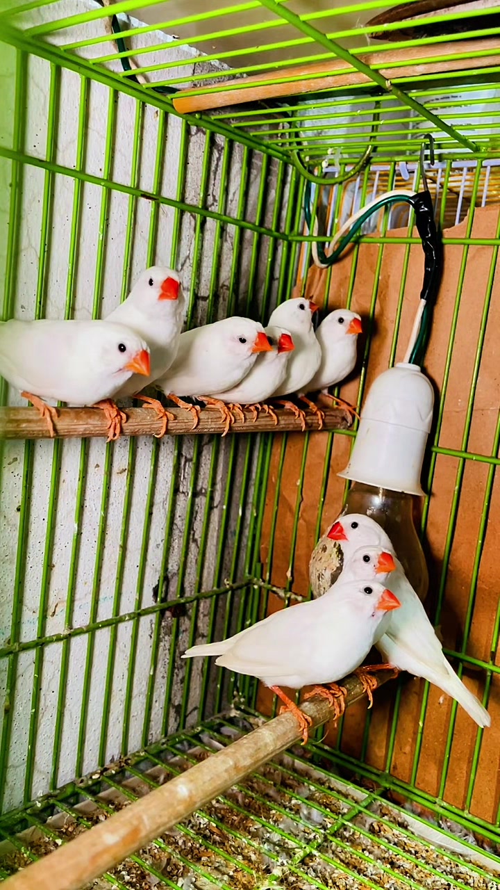 @Lala Aviary