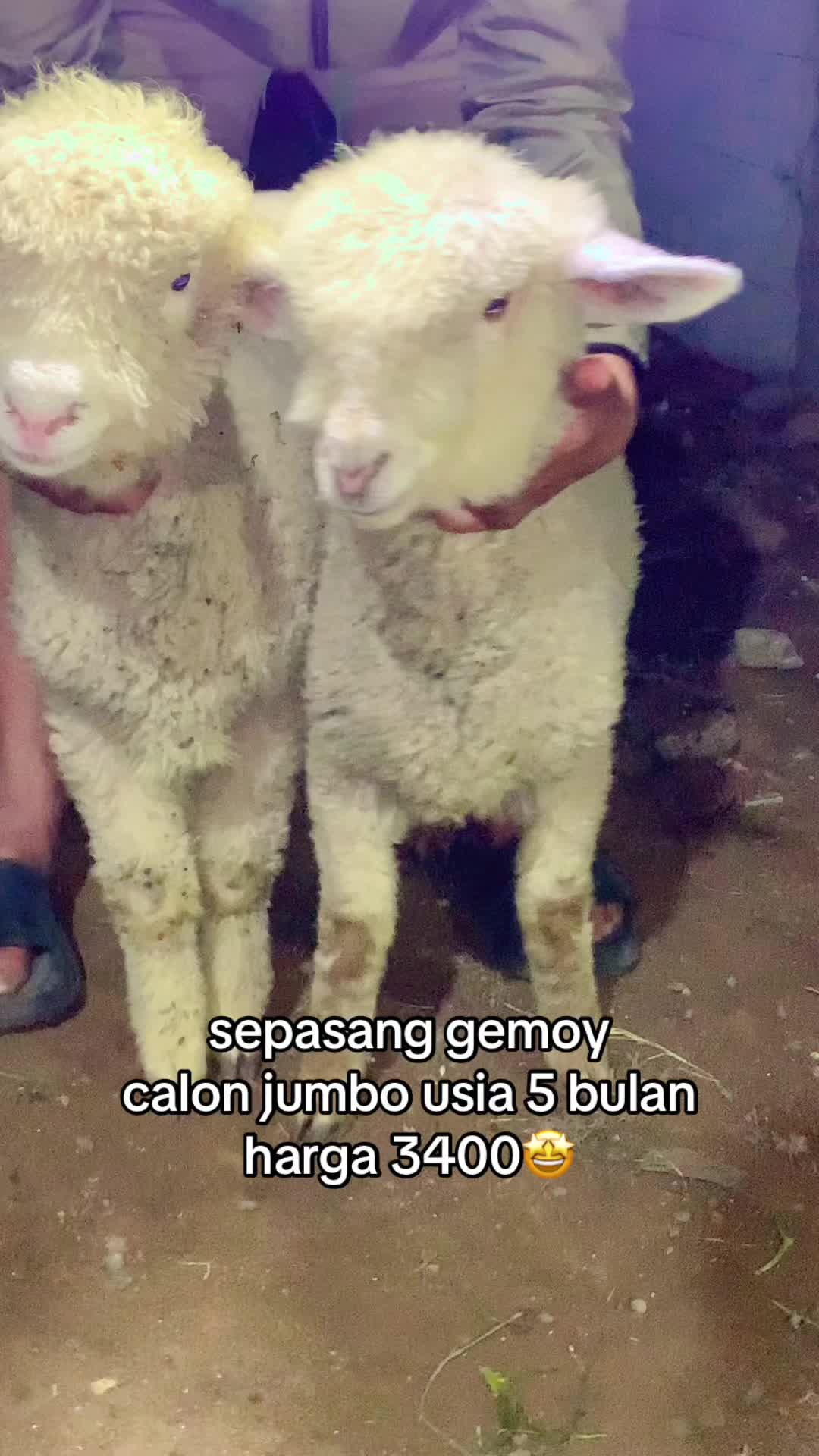 @RAMBOEN FARM TMG