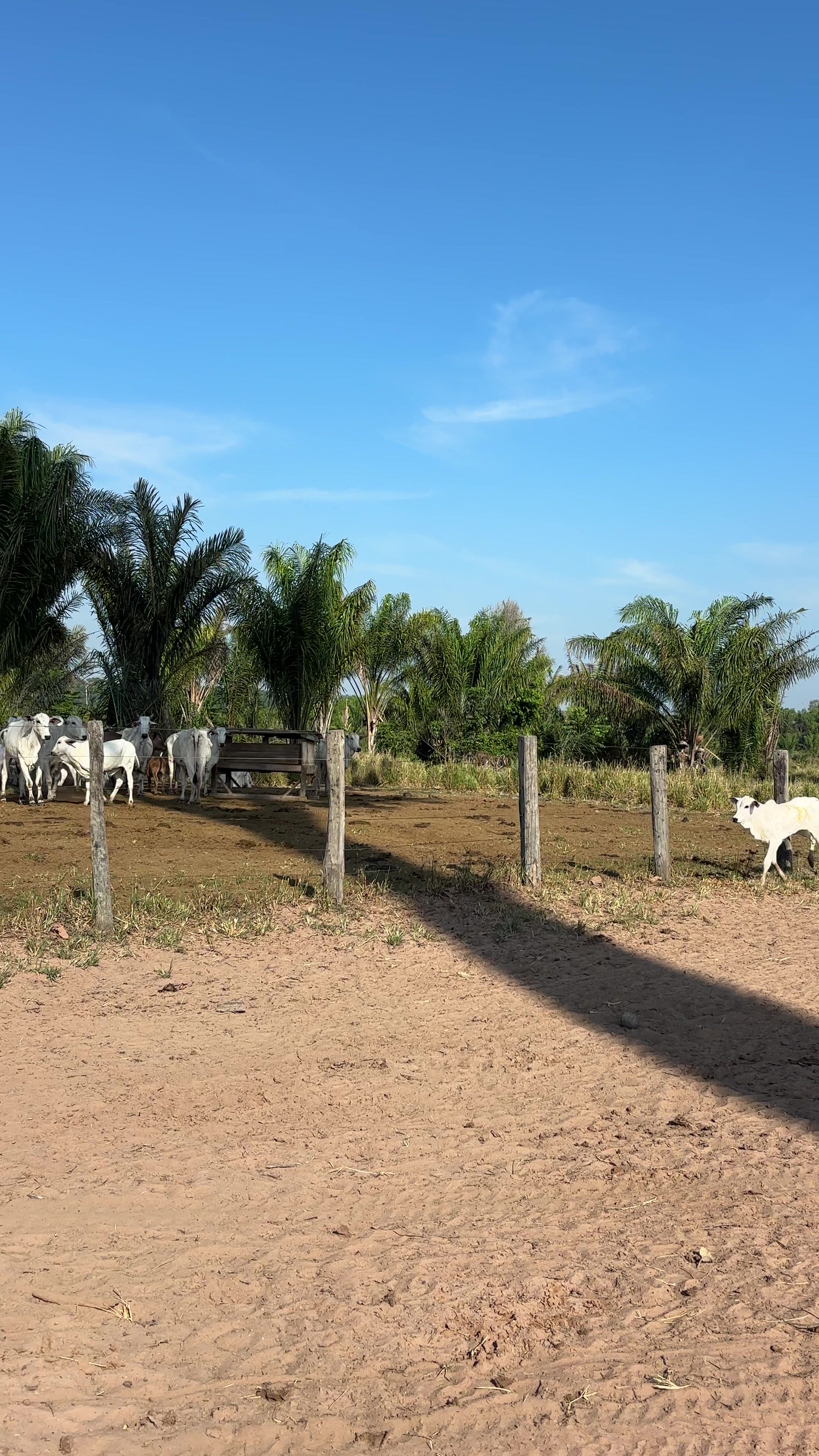 @vaqueirolendario