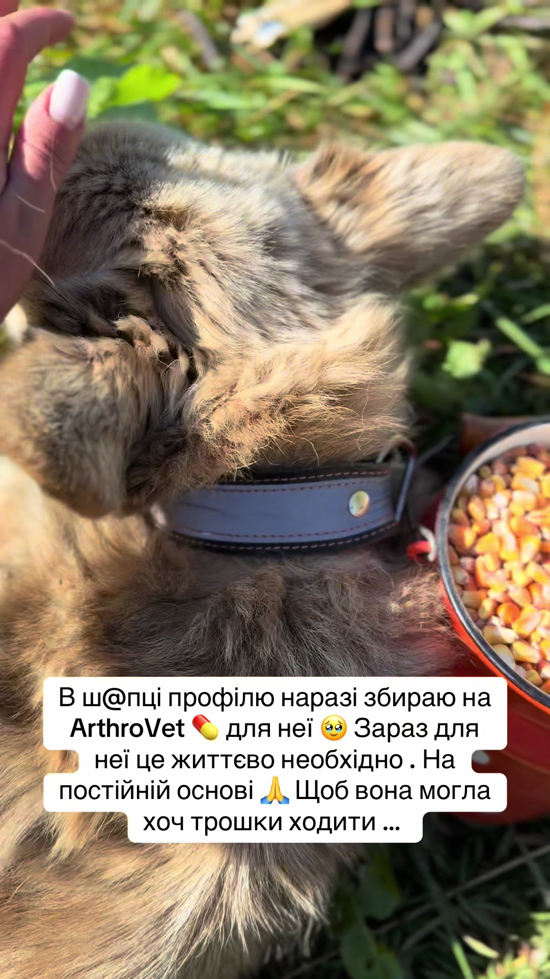 @tanya.help.animal