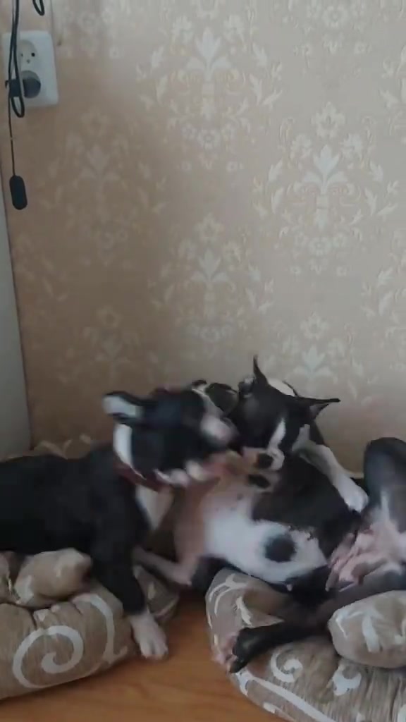 @Boston terrier puppies