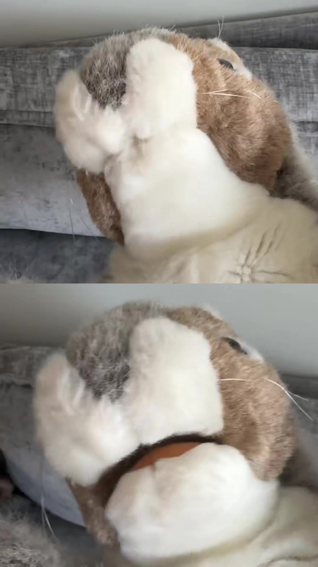 @Apple squirrel