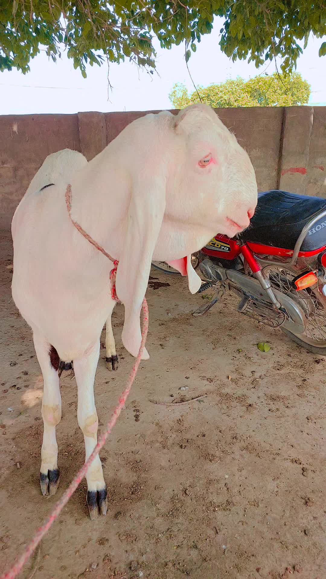@Irtaza