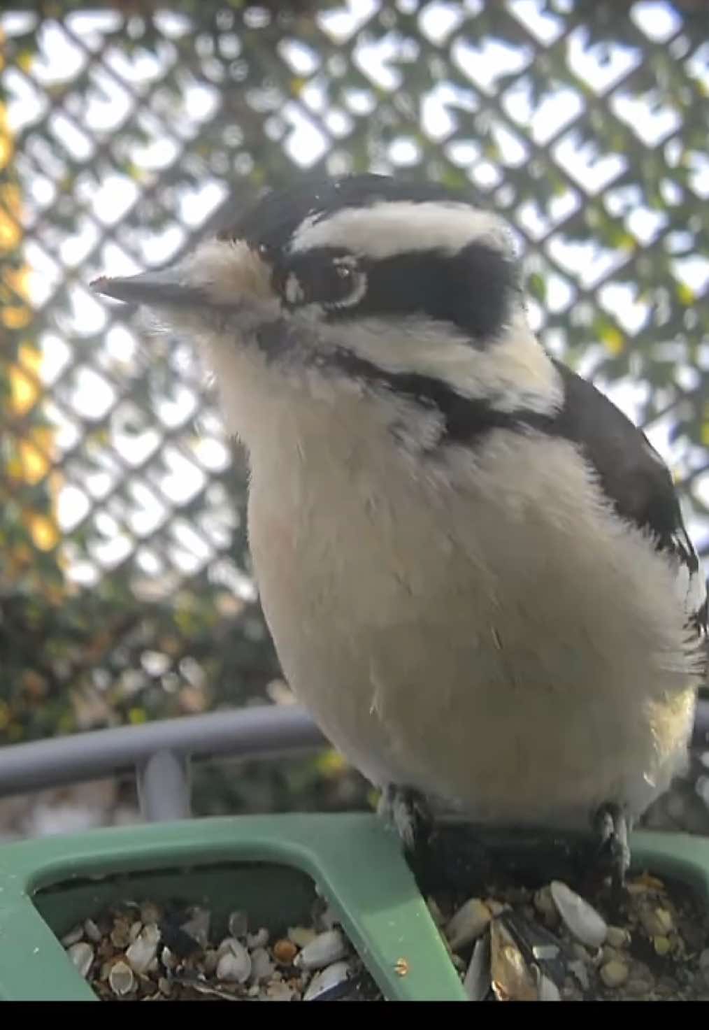 @The Bird Cafe