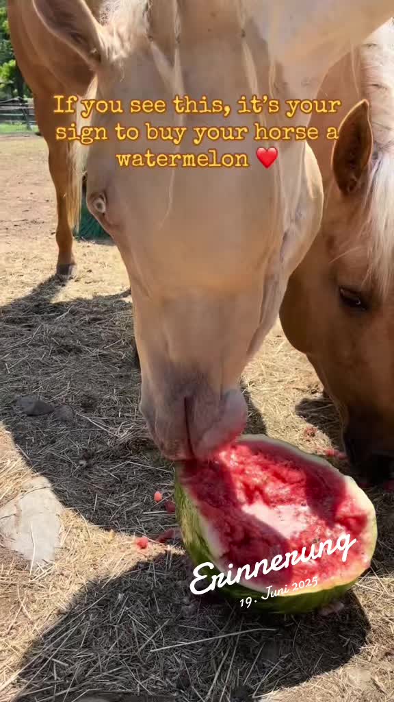 @Sandra&rsquo;s pale herd 🐴