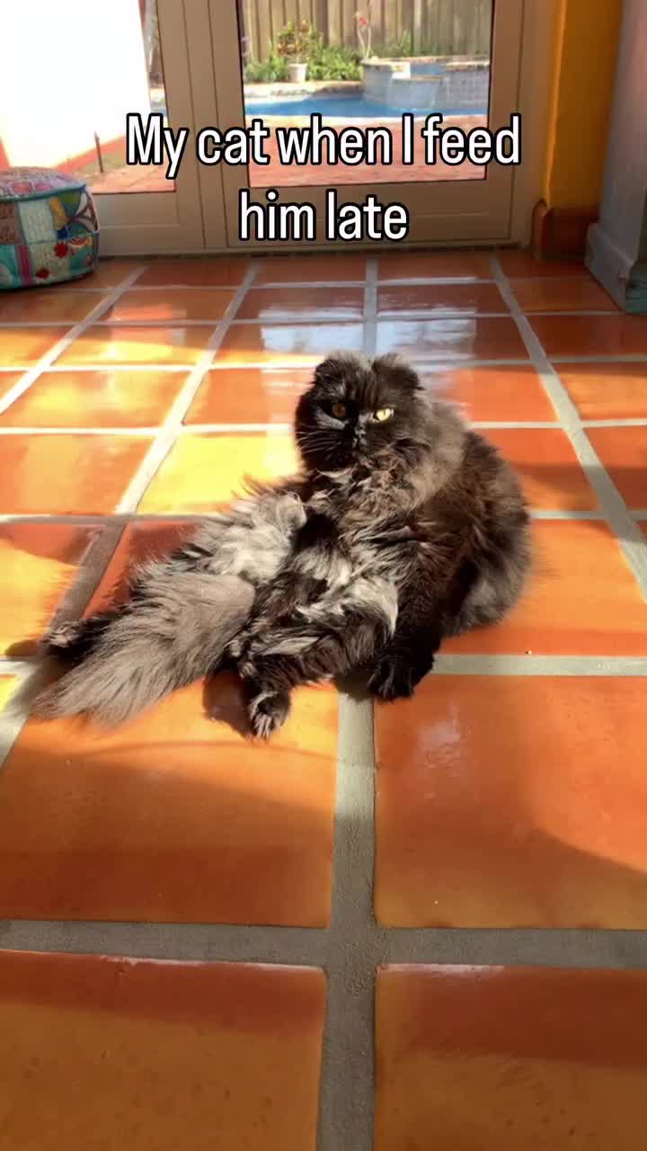 @Seamus the Scottish Fold
