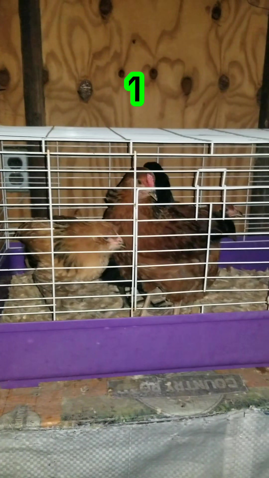 @CityChickenFarm