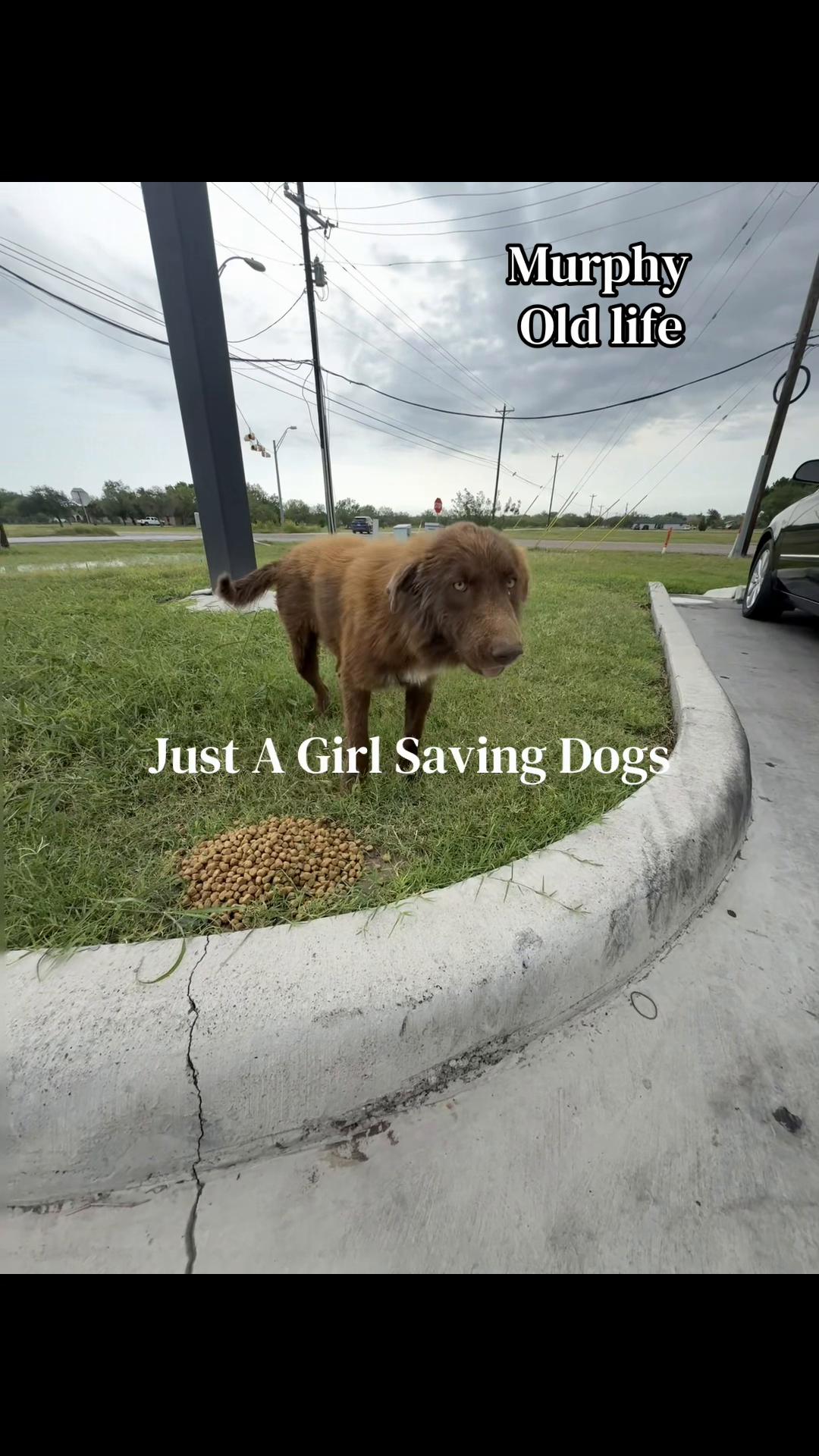 @Just A Girl Saving Dogs