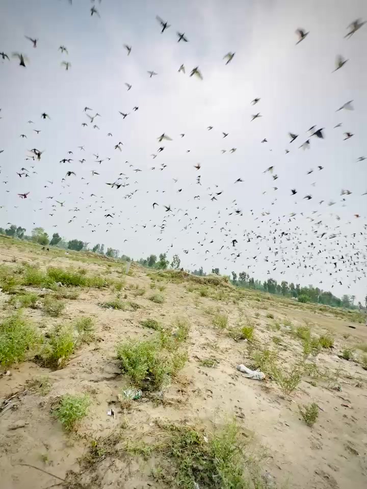 @عدیل رحمن لیہ وال کبوتر باز