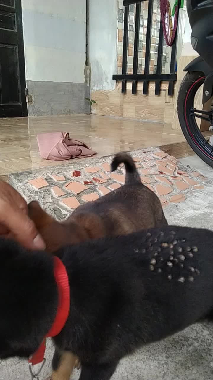 @siuthanh81