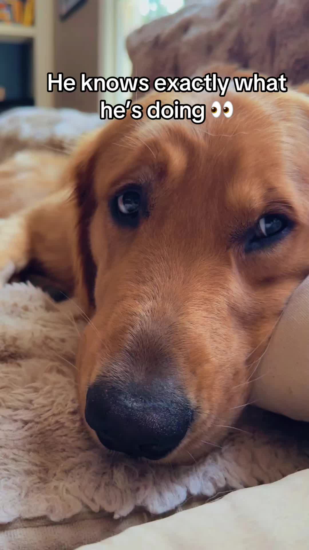 @Charlie the Golden