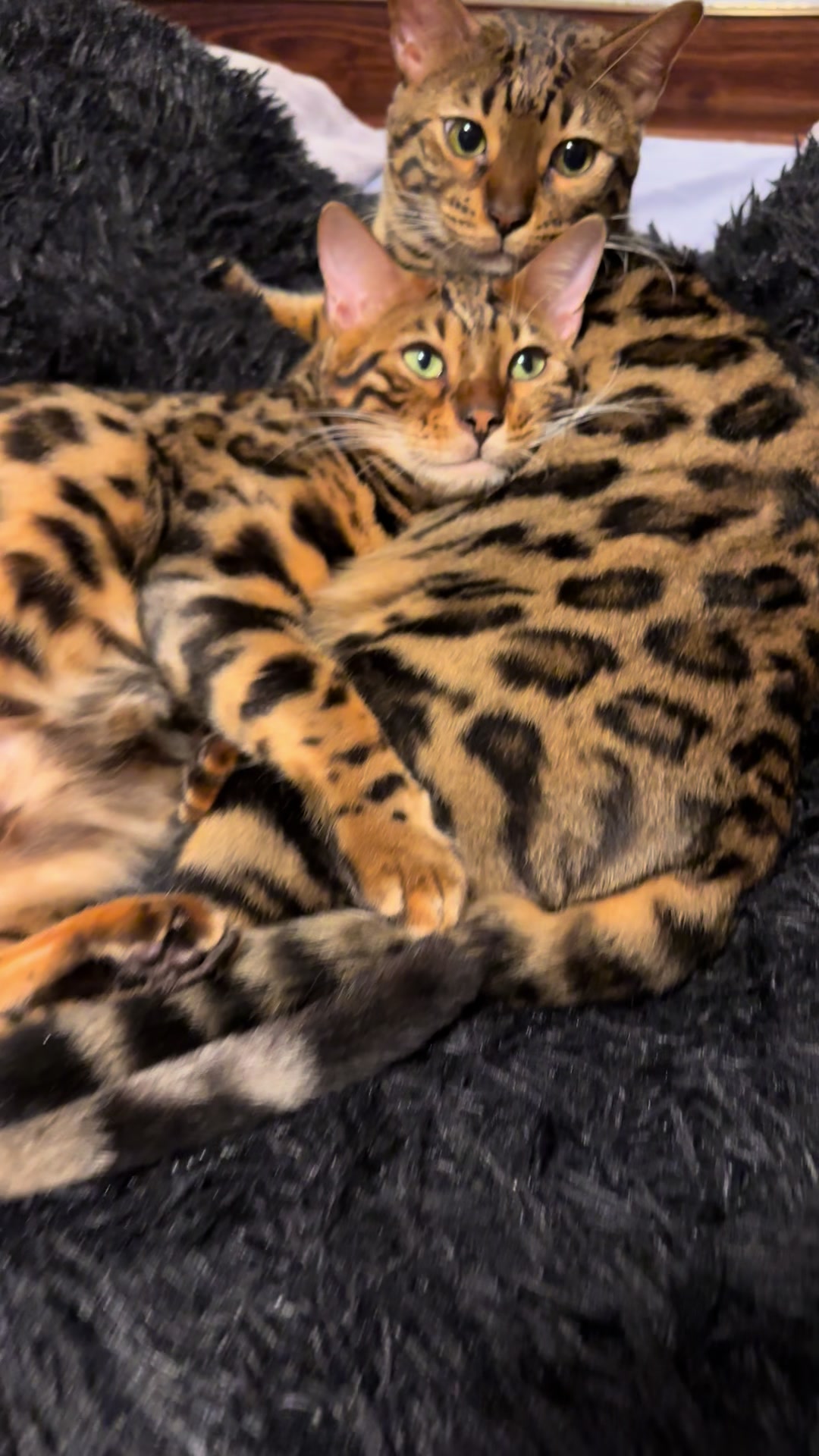 @Tiny Leopard Cats