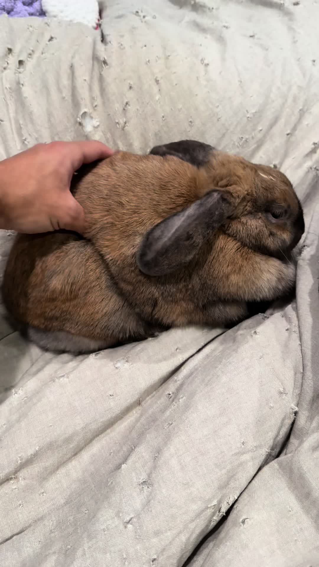 @honeythebunny24