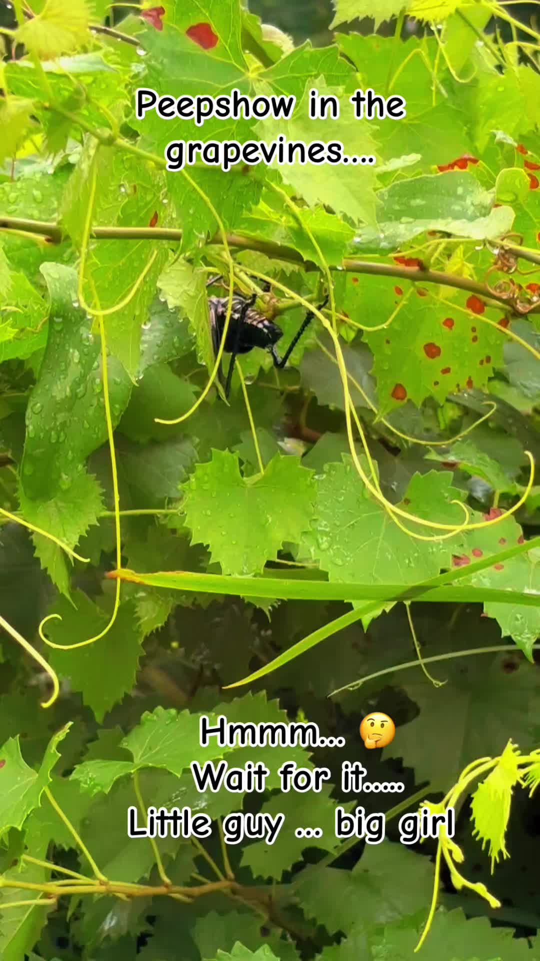 @Penniwithaneye
