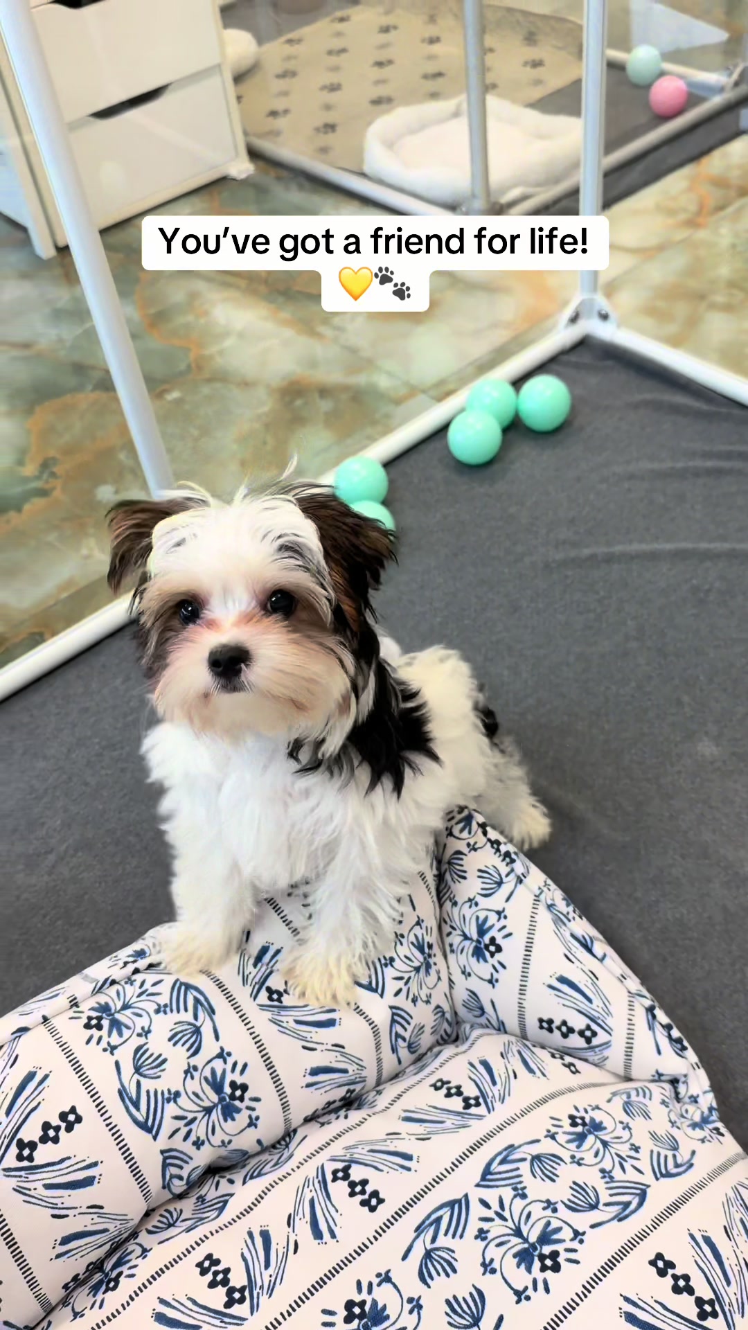 @TeaCups, Puppies & Boutique &reg;️