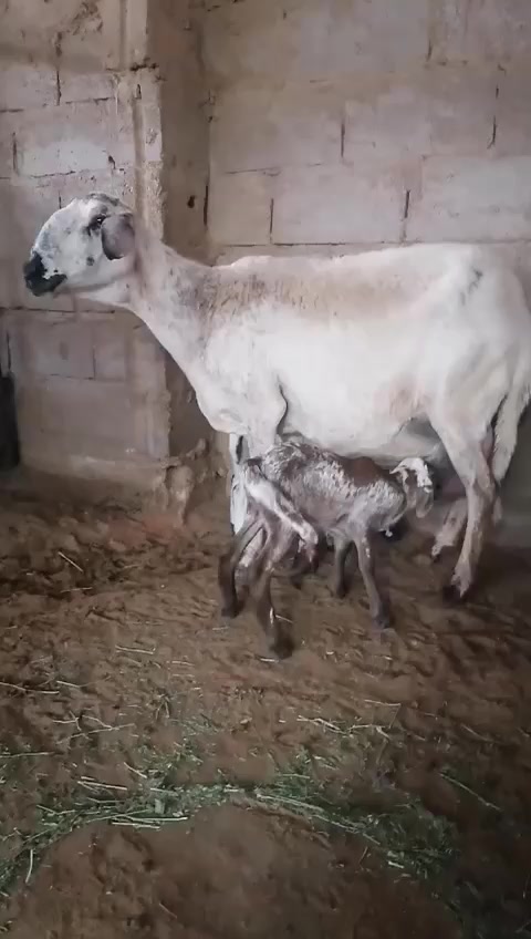 @مراح ابو يزيد الضان القبرص