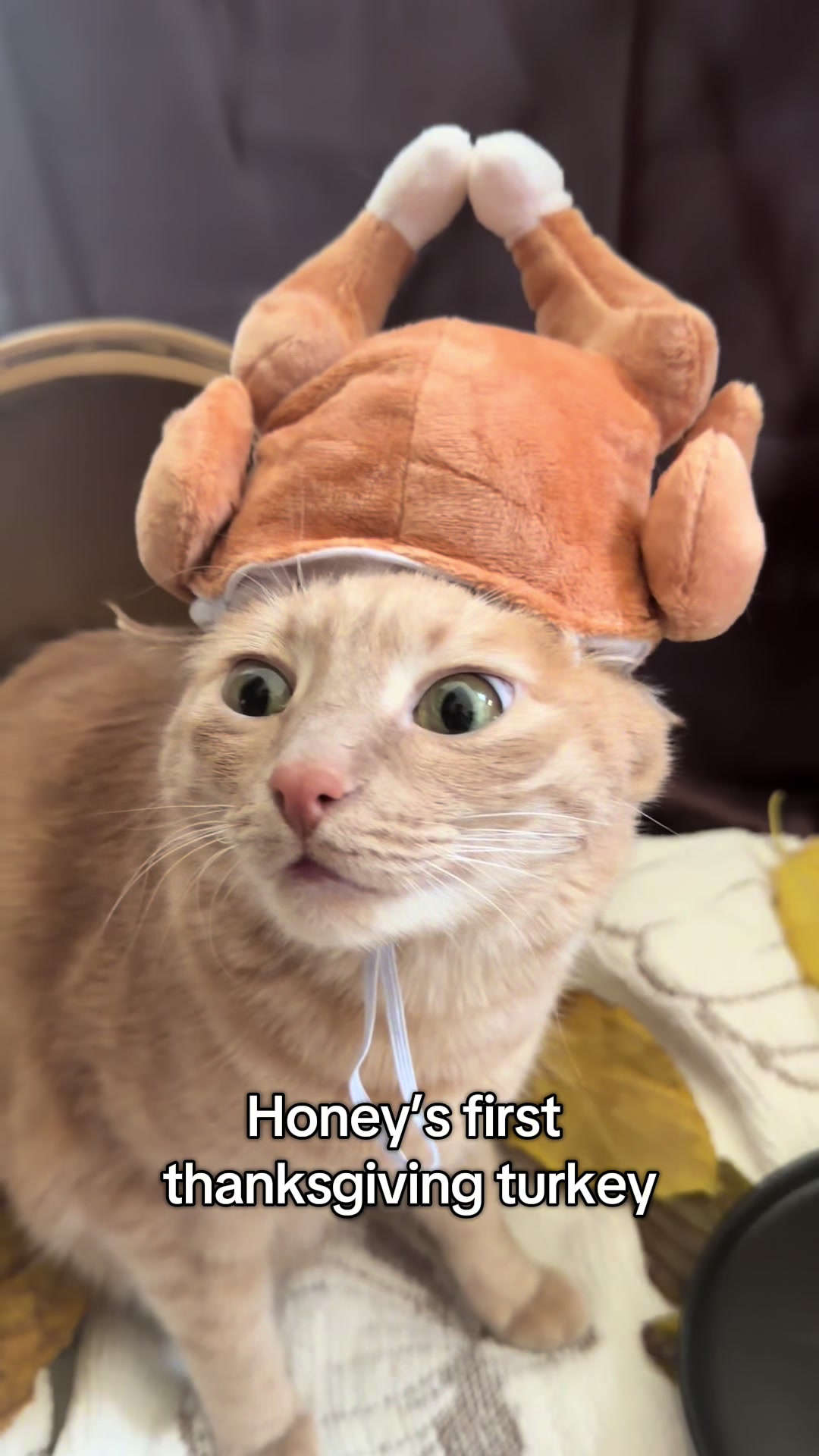 @honeythecat