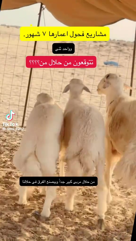 @mohamed_ksa0