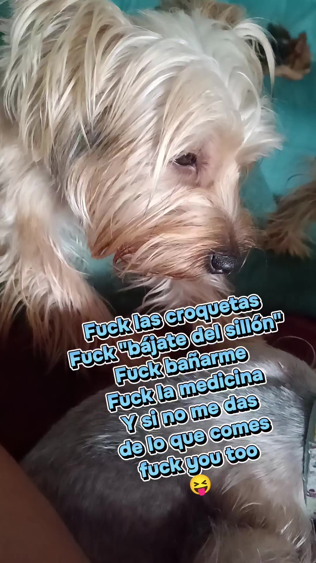 @Eddie the yorkie 😘🐶