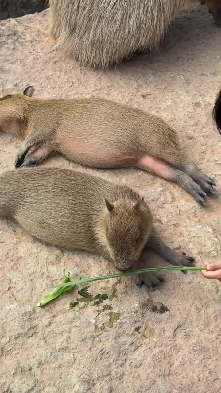 @Capybarabaramedia