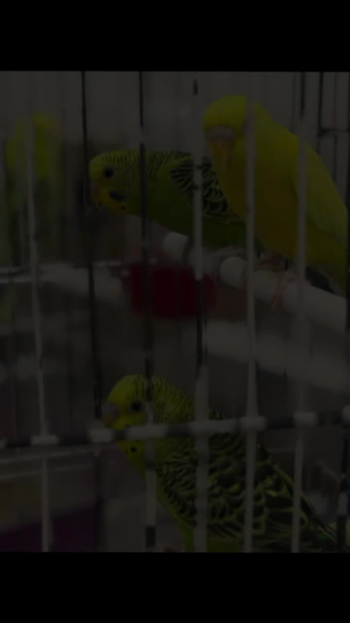 @๐ฉท๐๐ซ