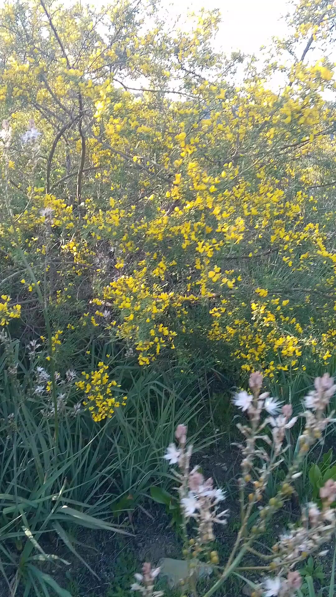 @قناة التوحيد